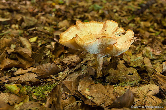 Paddenstoelen, Bart Fotografie-0111