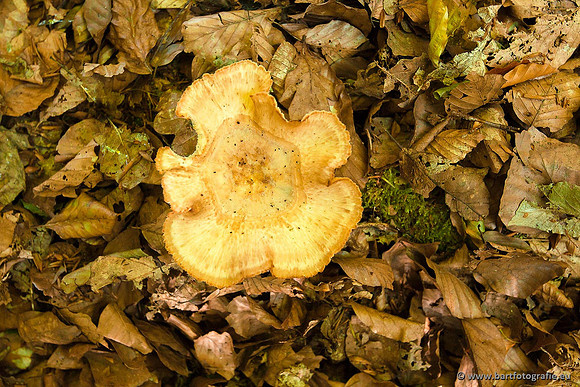 Paddenstoelen, Bart Fotografie-0112