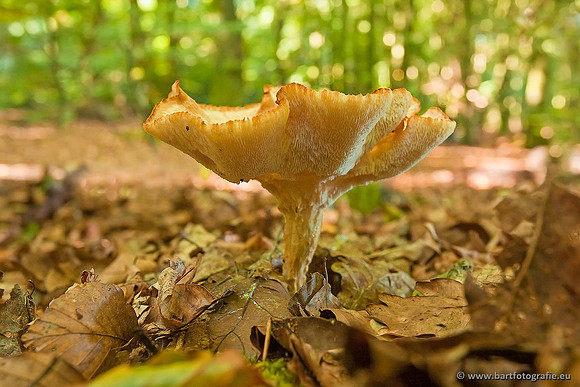 Paddenstoelen, Bart Fotografie-0113