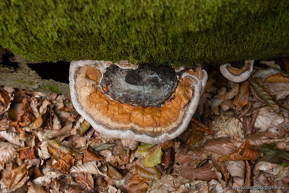 Paddenstoelen, Bart Fotografie-0114