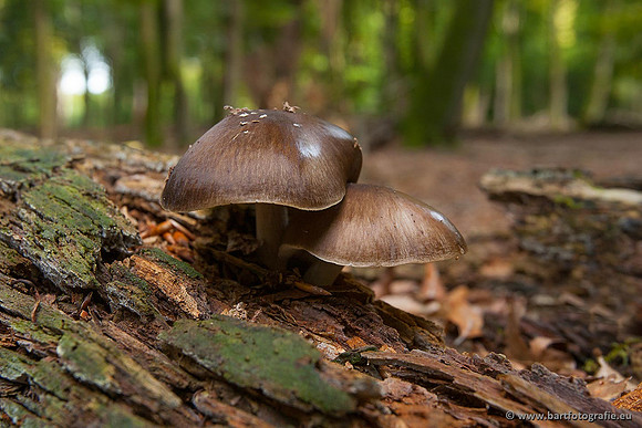 Paddenstoelen, Bart Fotografie-0115