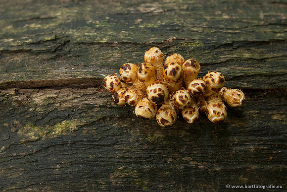 Paddenstoelen, Bart Fotografie-0116