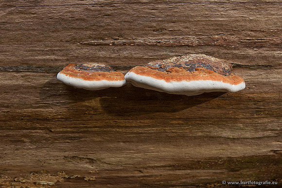 Paddenstoelen, Bart Fotografie-0117