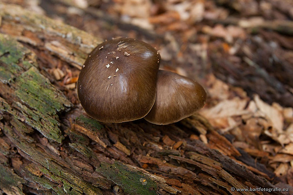 Paddenstoelen, Bart Fotografie-0118