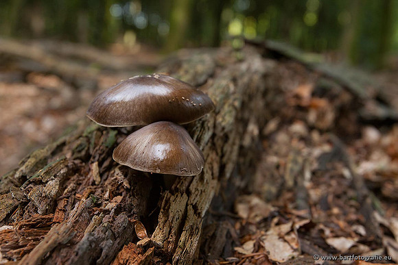 Paddenstoelen, Bart Fotografie-0119
