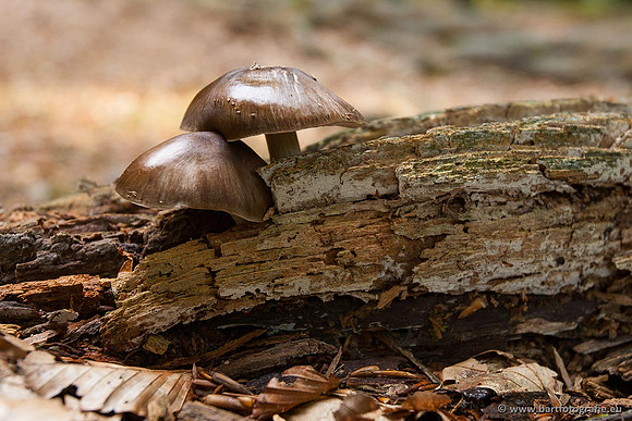Paddenstoelen, Bart Fotografie-0120