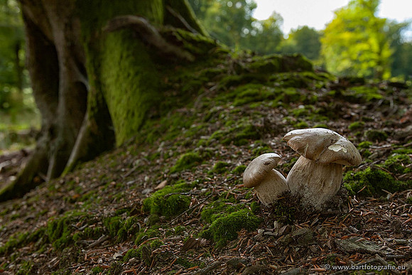 Paddenstoelen, Bart Fotografie-0121