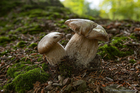 Paddenstoelen, Bart Fotografie-0122