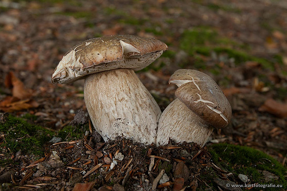Paddenstoelen, Bart Fotografie-0123