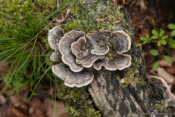 Paddenstoelen, Bart Fotografie-0124