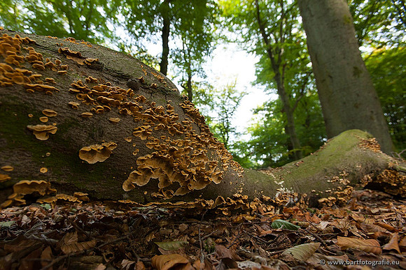 Paddenstoelen, Bart Fotografie-0126