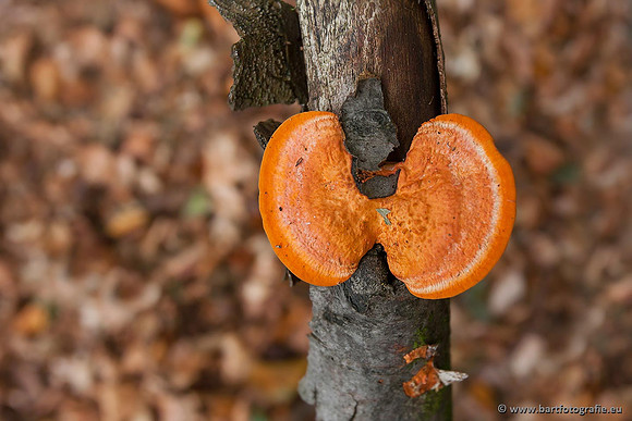 Paddenstoelen, Bart Fotografie-0127