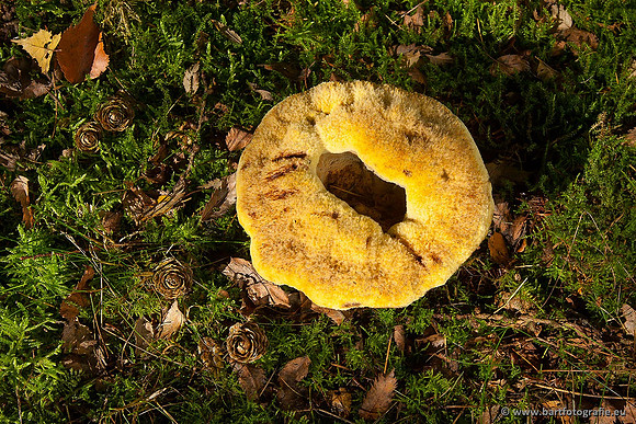 Paddenstoelen, Bart Fotografie-0128