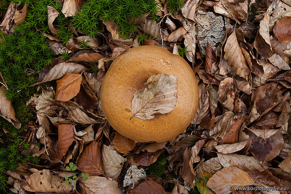 Paddenstoelen, Bart Fotografie-0125