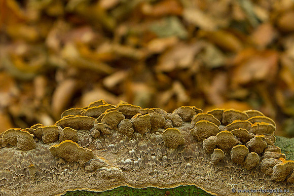 Paddenstoelen, Bart Fotografie-0129