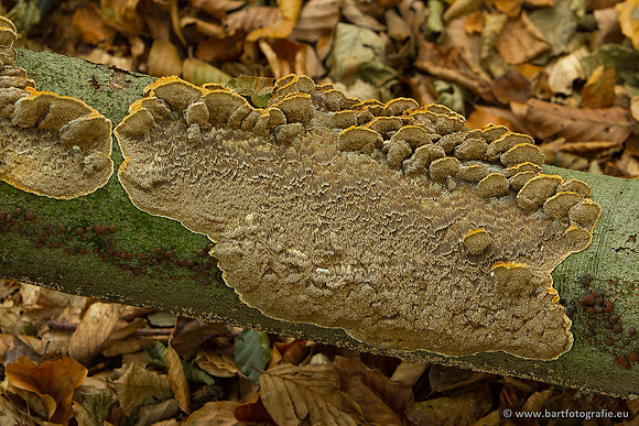 Paddenstoelen, Bart Fotografie-0130