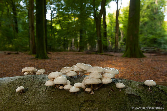Paddenstoelen, Bart Fotografie-0131