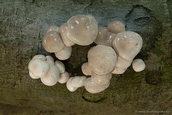 Paddenstoelen, Bart Fotografie-0132