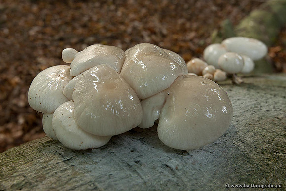 Paddenstoelen, Bart Fotografie-0133
