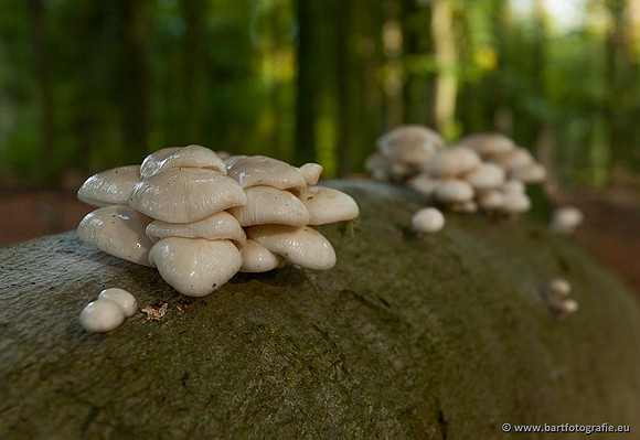 Paddenstoelen, Bart Fotografie-0134