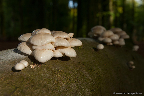 Paddenstoelen, Bart Fotografie-0135