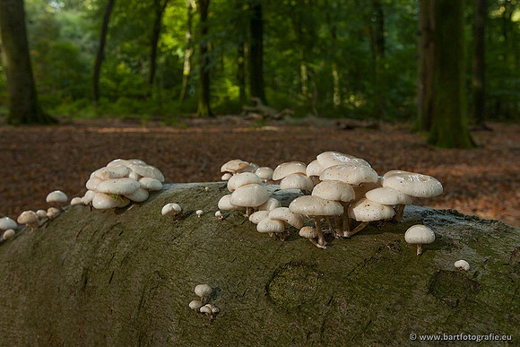 Paddenstoelen, Bart Fotografie-0136
