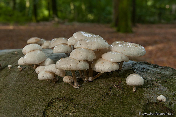 Paddenstoelen, Bart Fotografie-0137