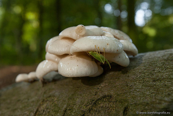 Paddenstoelen, Bart Fotografie-0138