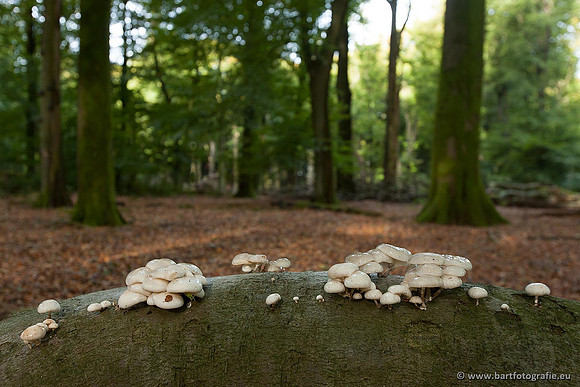 Paddenstoelen, Bart Fotografie-0139