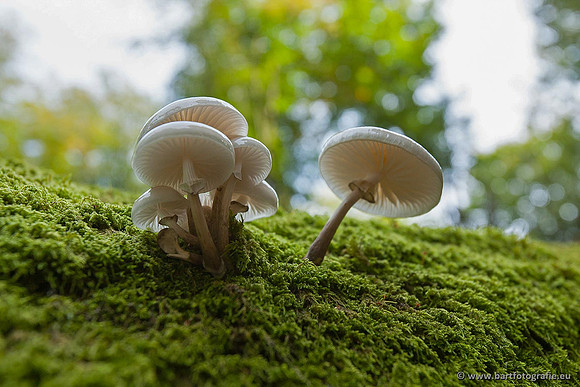 Paddenstoelen, Bart Fotografie-0140