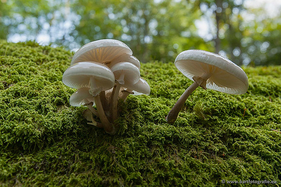 Paddenstoelen, Bart Fotografie-0141