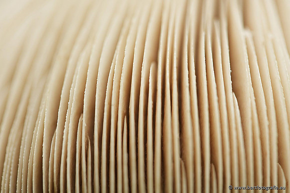 Paddenstoelen, Bart Fotografie-0142