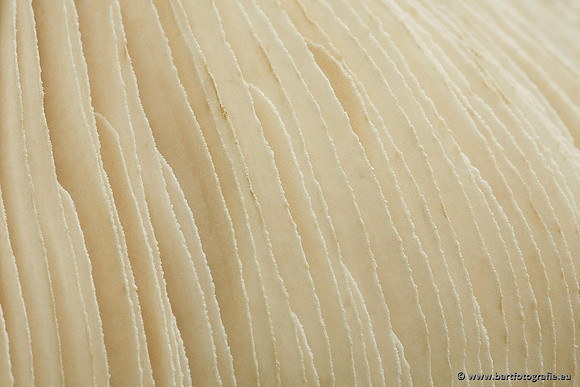 Paddenstoelen, Bart Fotografie-0143