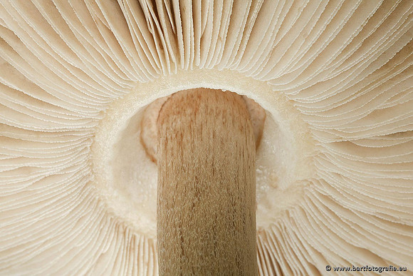 Paddenstoelen, Bart Fotografie-0144