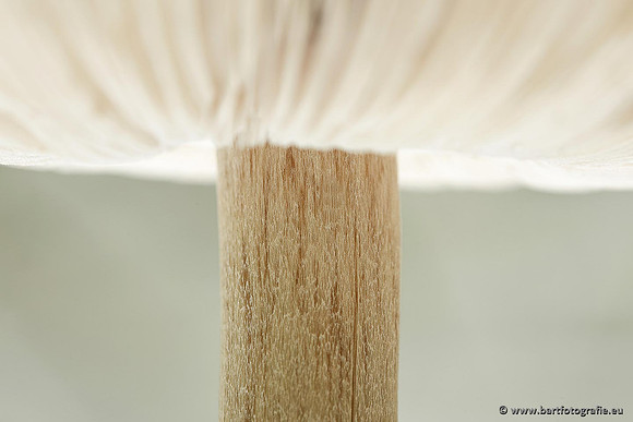 Paddenstoelen, Bart Fotografie-0145