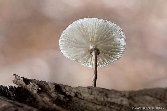 Paddenstoelen, Bart Fotografie-0147