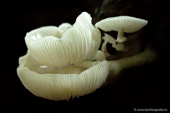 Paddenstoelen, Bart Fotografie-0146
