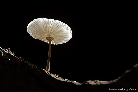 Paddenstoelen, Bart Fotografie-0148