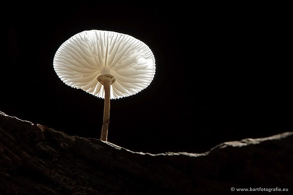 Paddenstoelen, Bart Fotografie-0149