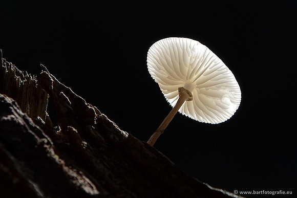 Paddenstoelen, Bart Fotografie-0150