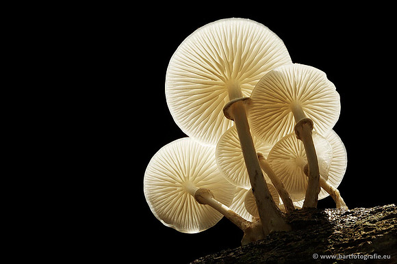 Paddenstoelen, Bart Fotografie-0151