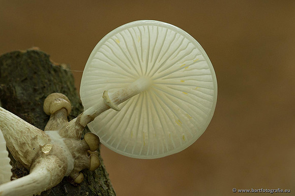 Paddenstoelen, Bart Fotografie-0153