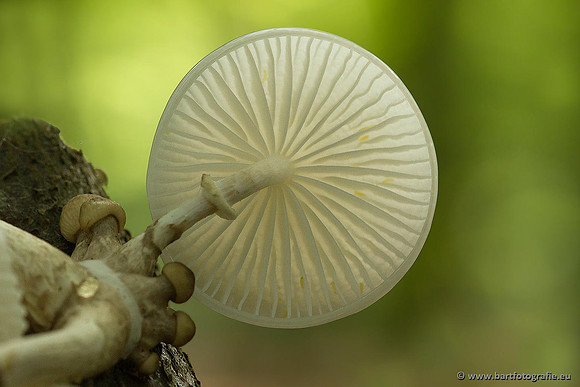Paddenstoelen, Bart Fotografie-0154
