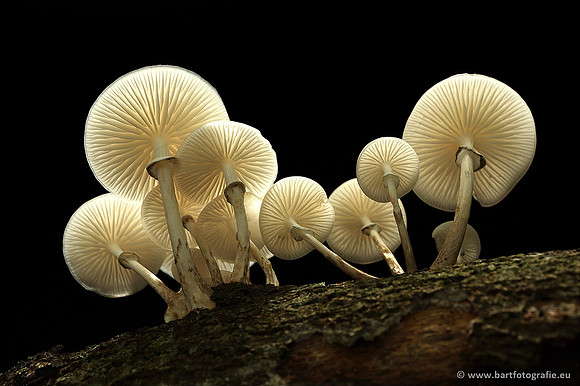 Paddenstoelen, Bart Fotografie-0152