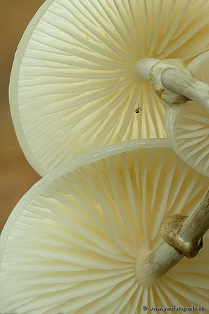 Paddenstoelen, Bart Fotografie-0155