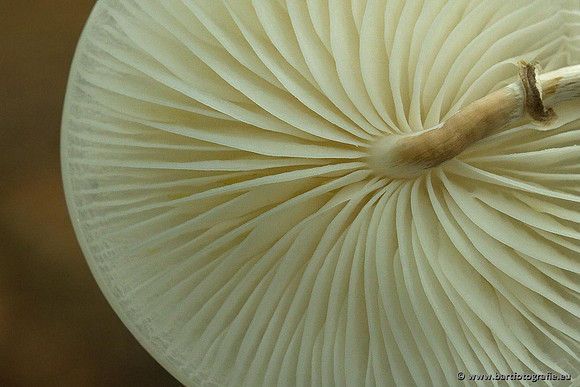 Paddenstoelen, Bart Fotografie-0156