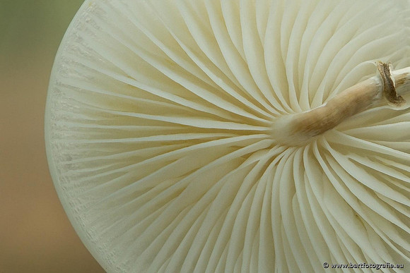 Paddenstoelen, Bart Fotografie-0157
