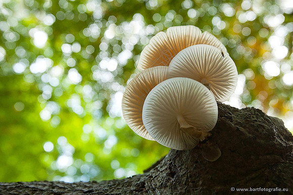Paddenstoelen, Bart Fotografie-0160