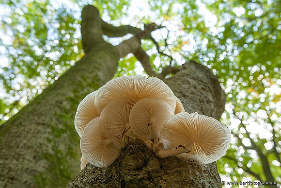 Paddenstoelen, Bart Fotografie-0159