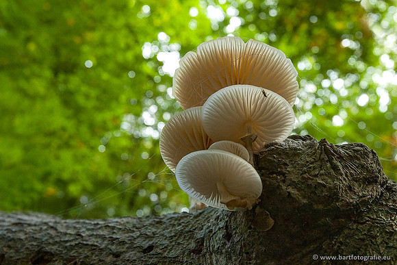 Paddenstoelen, Bart Fotografie-0161